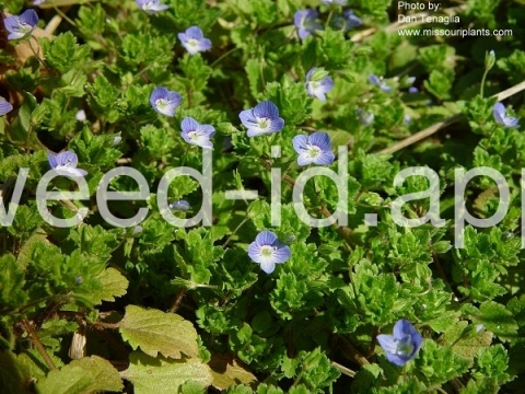 speedwell, Persian